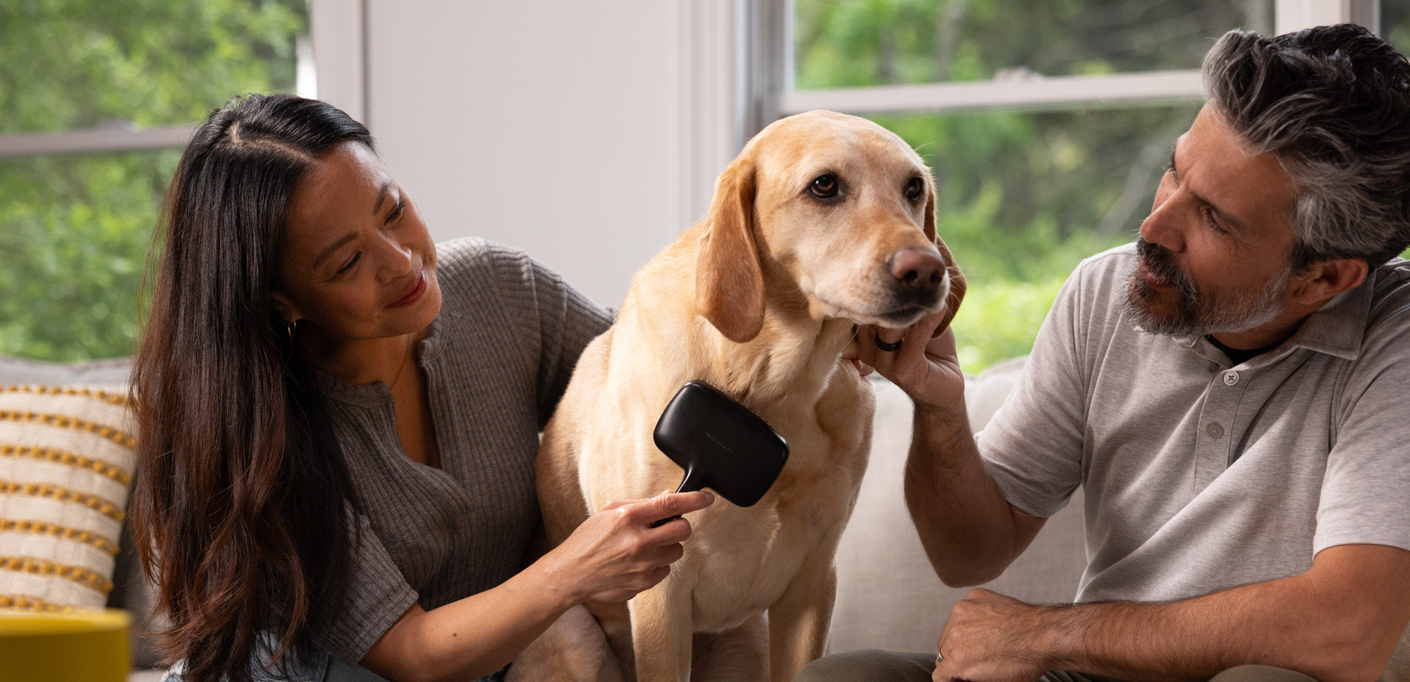 Dog being brushed by their family. 
