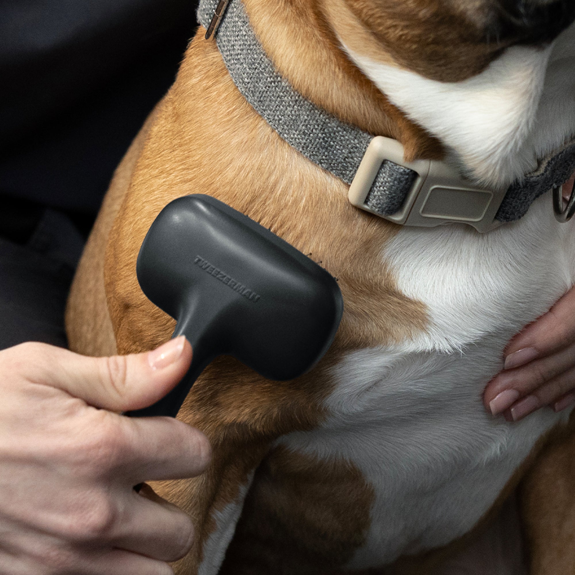 Model brushing short coat dog with Small Coated Tip Slicker Brush