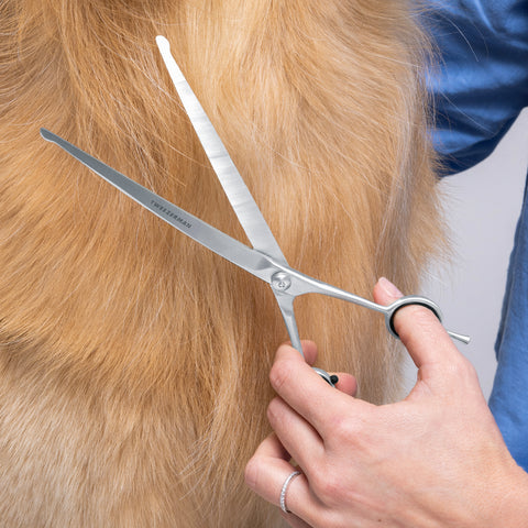 Model is using Curved Grooming Shears 9-inch to trim fur on dog's chest