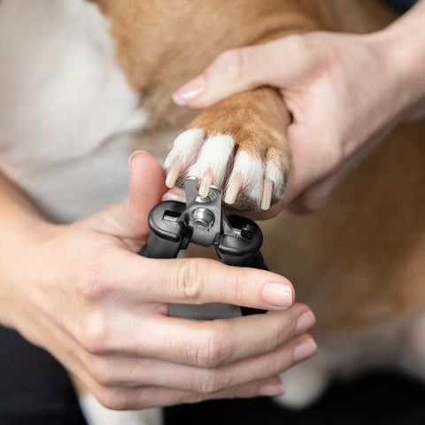 Model holding dog paw with one hand and other hand is trimming claw with Small Pet Precision Nail Clipper
