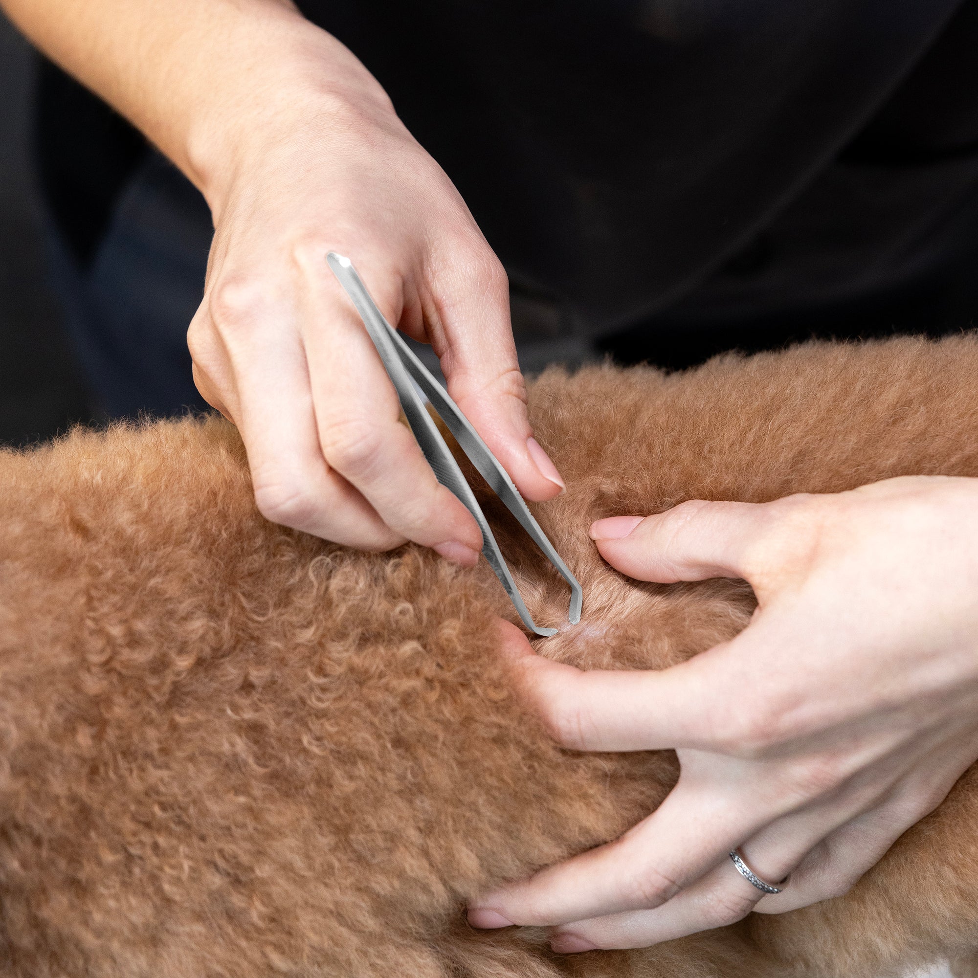 Model is using one hand to separate dog fur and expose skin while other hand is using Tick Removal Tweezer 