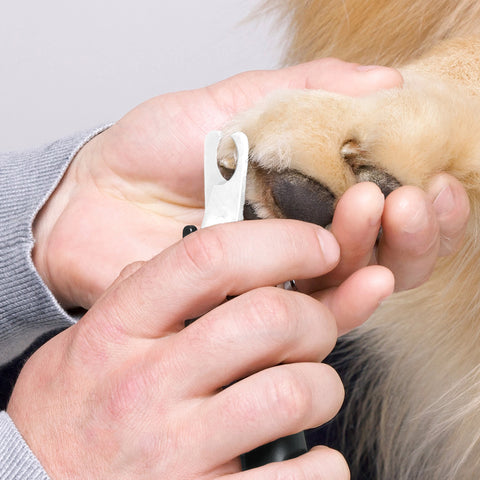 Model holding dog paw with one hand and other hand is trimming claw with Large Pet Precision Nail Clipper