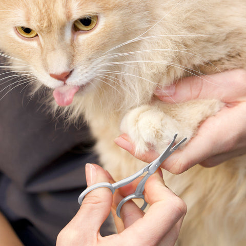Model using Pet Safety Tip Trimming Scissors to trim fur around cat's paw 